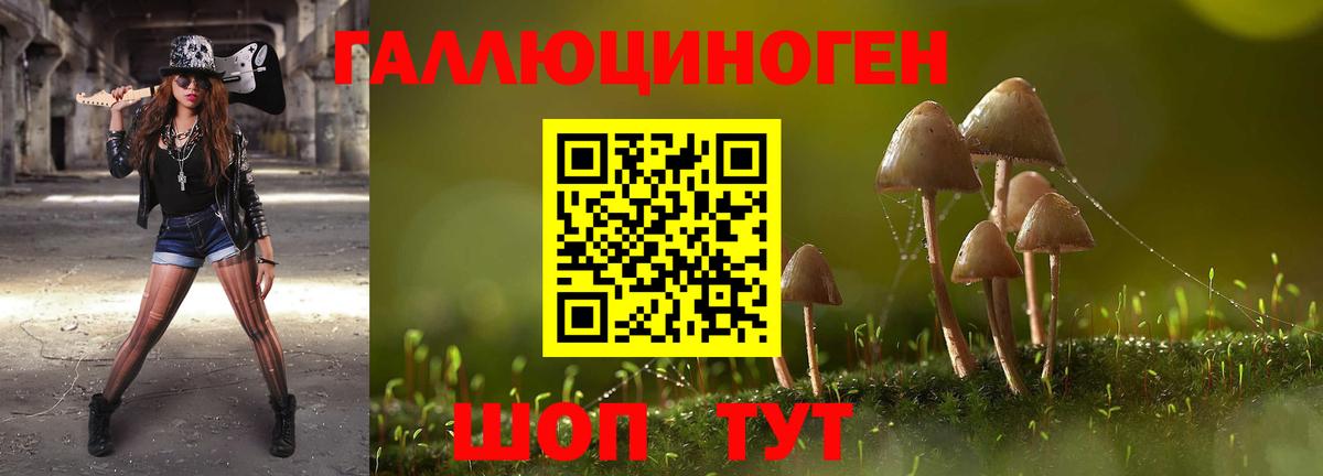 Псилоцибиновые грибы Psilocybine cubensis Озёрск